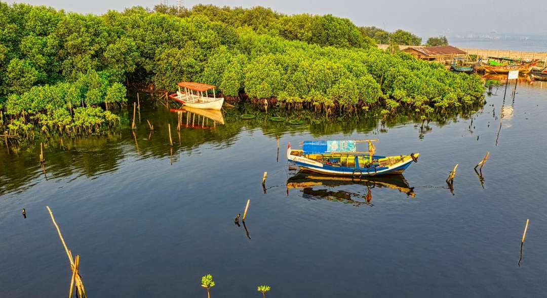Colorful traditional boats floating in a serene Jakarta mangrove lake setting.