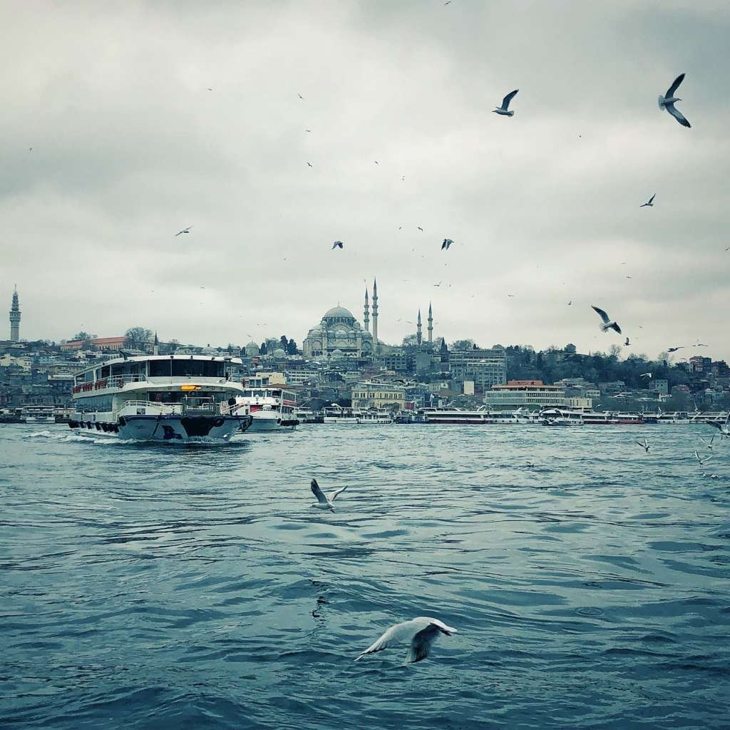 Seagulls of Istanbul